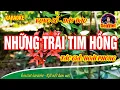 Lagu Những trái tim hồng | karaoke | vọng cổ dây đào || TG: Hoài Phong