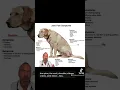 Does your dog have arthritis