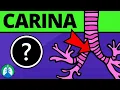 Carina Medical Definition Quick Explainer
