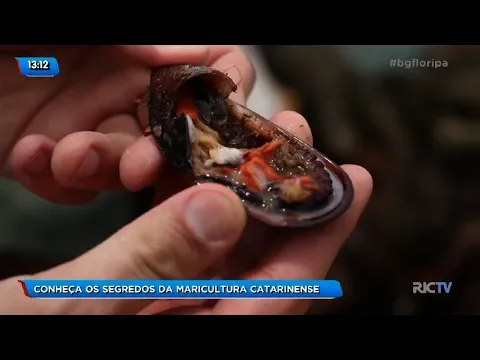 Conheça os encantos e segredos da maricultura catarinense