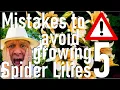 Five Mistakes to Avoid Planting and Growing Spider Lily Bulbs - Hymenocallis and Ismene