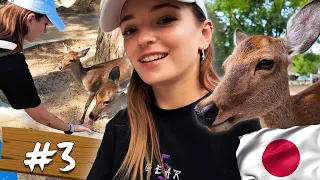 UNE JOURNEE AVEC LES BICHES DE NARA AU JAPON 🇯🇵 VLOG #3