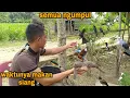 Download Lagu INI YANG KITA MAU_MERAWAT BURUNG TANPA SANGKAR SAMPAI BERKEMBANG BIAK DI PEKARANGAN RUMAH