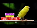 Download Lagu WATERSLAGER CANARY, SUARA MERDU KENARI WATERSLAGER BUAT MASTERAN