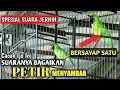 Download Lagu C IJO GACOR TEMBAKAN SADIS SUARANYA SEPERTI PETIR MENYAMBAR JOS BUAT MASTERAN CUCAK IJO