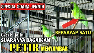 c ijo gacor tembakan sadis suaranya seperti petir menyambar jos buat masteran cucak ijo