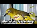 Download Lagu Bikin Pleci Monty Mapan Bunyi Bongkar Ngalas Isian
