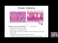 5 2 Epithelial Tissue