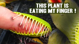 Hungry Venus Fly Traps EATING MY FINGER ❗❗❗ 😭