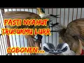 Download Lagu Trucukan gacor vol lantang||Cocok buat isian terapi dan masteran