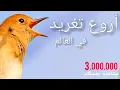 Lagu أروع تغريد لطائر العندليب الحر صافي لتسميع الحسون