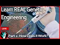 LIVE Learn Genetic Engineering - Part 1 How does it work
