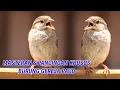 PANCINGAN KHUSUS BURUNG GEREJA PAUD AGAR RAJIN BUNYI