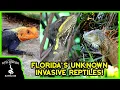 7 INVASIVE REPTILES OF FLORIDA you probably didn t know were invasive