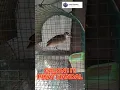 PIKAT BURUNG TIKUSAN ALIS PUTIH #Shorts #Tikusanalisputih