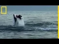 Download Lagu Ce requin dévore une otarie et déclenche l'assaut de toute sa colonie