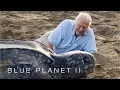 Protecting leatherback turtles - Blue Planet II Episode 7