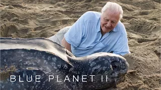 Protecting leatherback turtles - Blue Planet II Episode 7