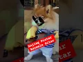 Download Lagu Anjing Bermain Gitar #musik #funnyvideo #funnyanimals #lucu #video #videoshort #viralshort #fyp
