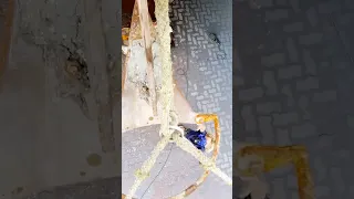 Time to give the chain a bit of a birthday! #sailingfamily #boatwork