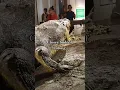 Download Lagu the closer look of Lolong, the largest crocodile in captive