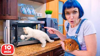 Котёнок Кефир устроил хаос на кухне и забрался в бак! Две серии подряд про котёнка Кефира