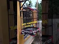 Download Lagu CENDET MATERI TENGKEK BUTO #short #fypシ #shorts #fyp #cendeterindonesia