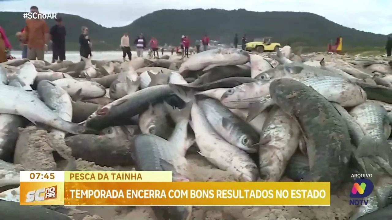 Pesca da tainha: temporada encerra com bons resultados no estado