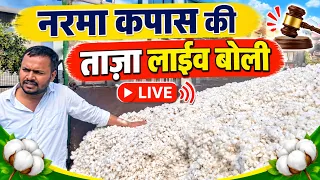 नरमा कपास की ताज़ा लाईव बोली | Mandi Bhav Today | Taja Mandi Bhav