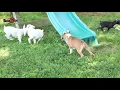 Boxer Puppies