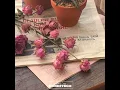 Lovely Day