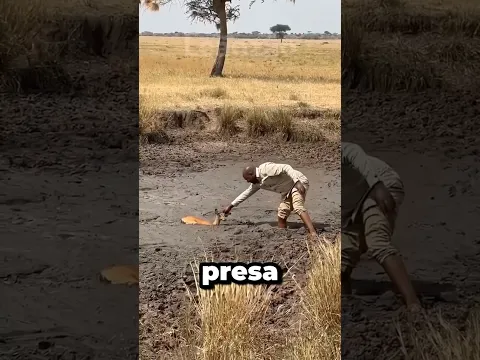 Quando as câmeras capturaram os momentos mais incríveis PT2. #animais #curiosidades