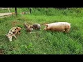 PENNED OR FREE-RANGE PIG: WHICH ONE IS MORE PROFITABLE? /LIVING IN THE COUNTRY