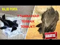 Download Lagu suara inap  terbaik