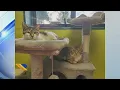 Shawano County Humane Society holds kitten shower to collect donations