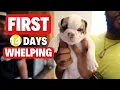 Whelping 101 The First 14 Days Puppy Care