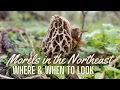 Morels in the Northeast When to Start Looking Plant and Tree Indicators