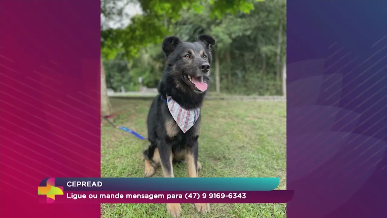 Me Adota: Ver Mais incentiva a adoção responsável