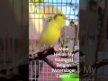 Download Lagu Canary Singing - My youngest Belgian  Waterslager