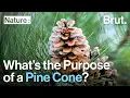 What Are the Purposes of Pine Cones