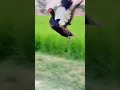 Download Lagu Muscovy duck flying. @flying @ducks @birds @nature @shorts