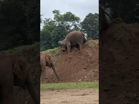 Elephant enjoy her live #elephant #muaylek #babyelephant