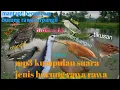 Download Lagu kumpulan suara pikat pemanggil burung burung rawa.