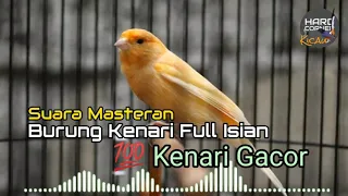 Download Masteran Burung Kenari | Kenari Tembakan Lovebird, Ciblek, Blackthroat | Kenari Gacor MP3