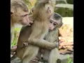 Download Lagu 🐒 A Mother's Embrace: The Wild’s Most Tender Moment