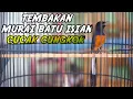 Download Lagu Langsung NYAUT dan NGAMUK dengan tembakan murai batu isian CUCAK CUNGKOK ini