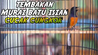 langsung nyaut dan ngamuk dengan tembakan murai batu isian cucak cungkok ini