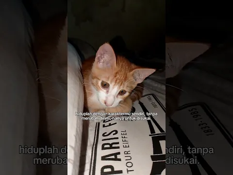 Ya itu benar #cat #kucing
