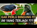 2 INI YANG AKAN TERJADI !! JIKA KONDISI MURAI BATU KALIAN SEPERTI INI 