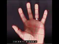 Rhino 7 - SubD Hand Challenge